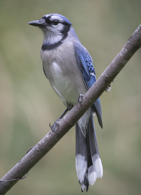 photography/bluejay.jpg