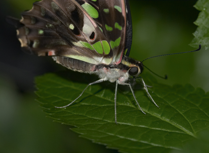 photography/butterfly.jpg