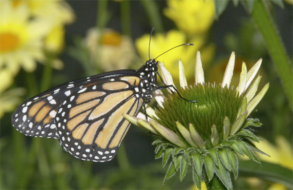 photography/butterfly1.jpg