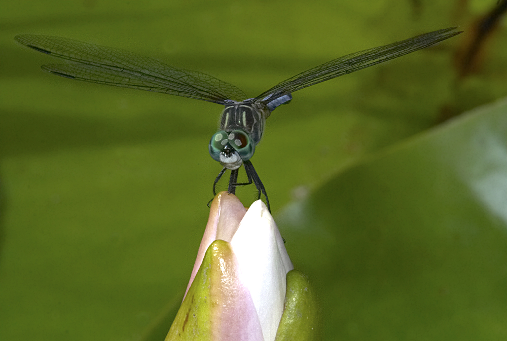 photography/dragonfly.jpg