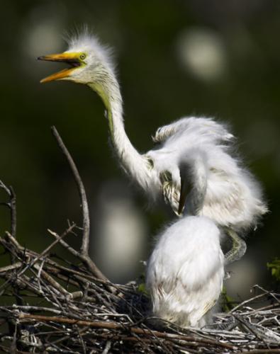 photography/egret.jpg