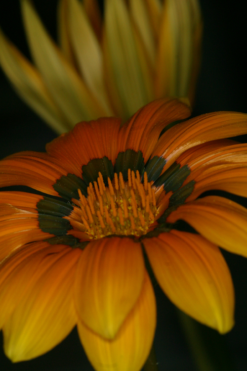 photography/flowerp.jpg