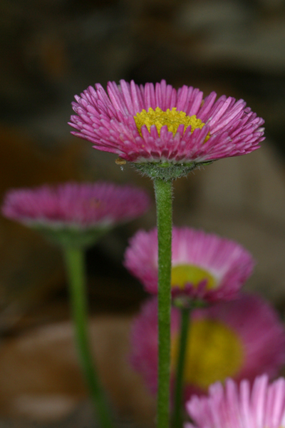 photography/flowertower.jpg