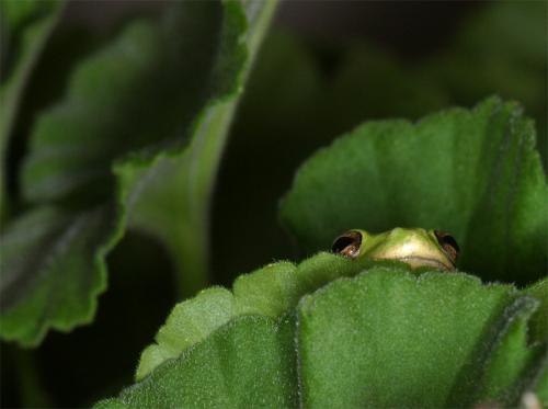 photography/frog.jpg