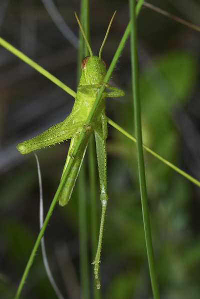 photography/grasshopper.jpg
