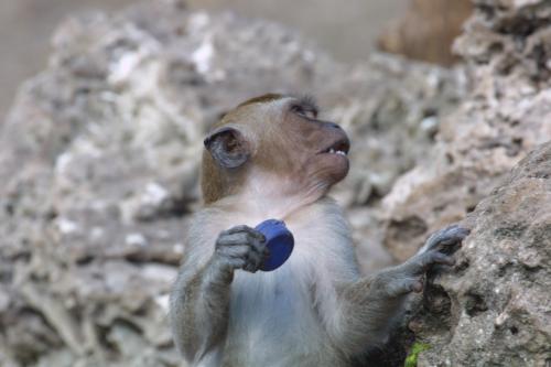 photography/monkey.jpg