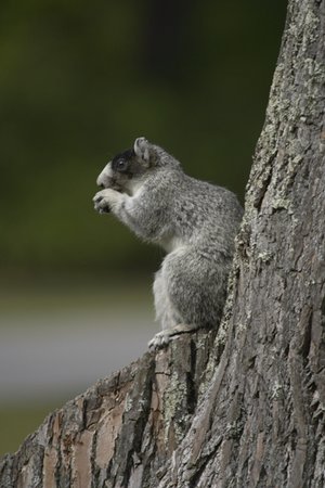photography/nuts.jpg