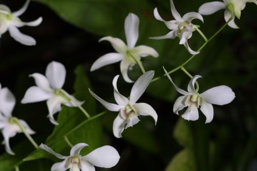 photography/vine.jpg
